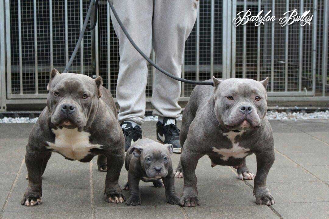 american pocket bully