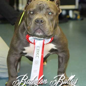 lamadrina_babylonbullys6