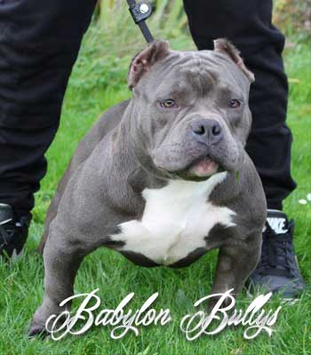 lamadrina_babylonbullys8