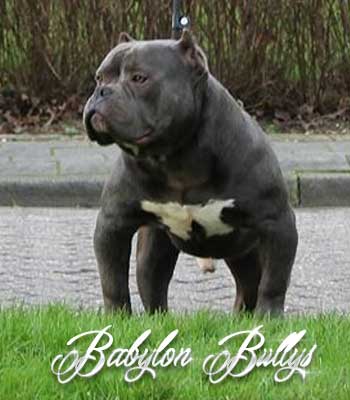 elchapo_babylonbullys6