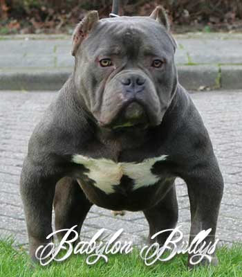 elchapo_babylonbullys7