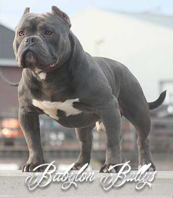 elchapo_babylonbullys10
