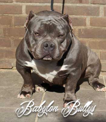 lamadrina_babylonbullys18