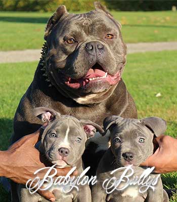 elchapo_babylonbullys16