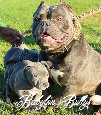 elchapo_babylonbullys17