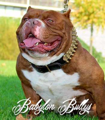 bablyonbullys_dondada1