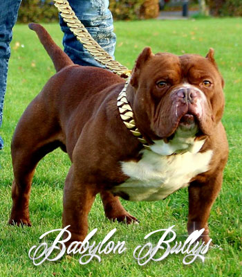 bablyonbullys_dondada5