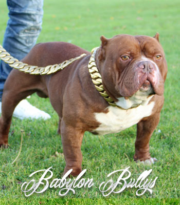 bablyonbullys_dondada6