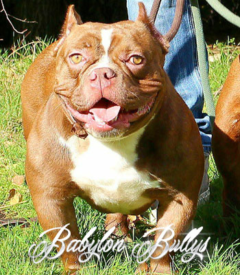 donatella_babylonbullys2